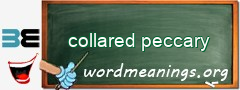 WordMeaning blackboard for collared peccary